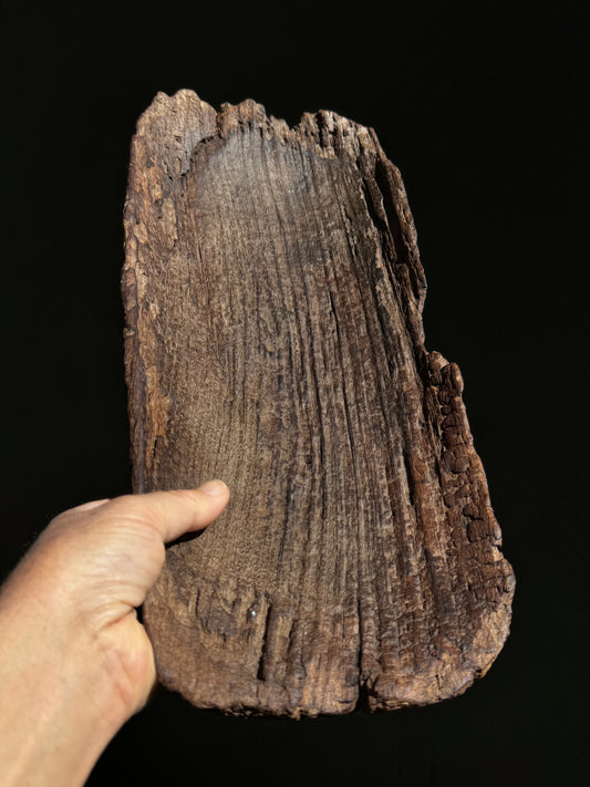 Mesquite Batea From Guanajuato 1800’s | Batea Antigua De Guanajuato